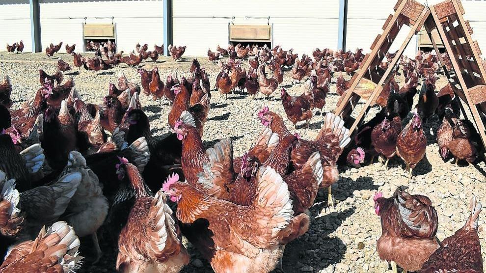 Gallinas criadas al aire libre en una explotación avícola de la Comunidad aragonesa.