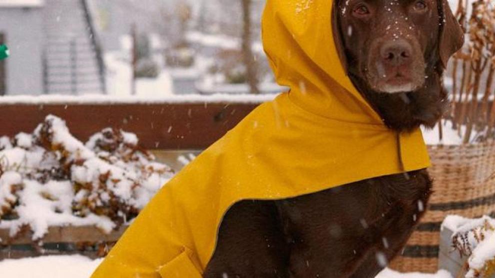 Ocurrencia Quedar asombrado Festival Zara lanza una colección para perros y se suma a otras marcas de ropa, como  Adidog