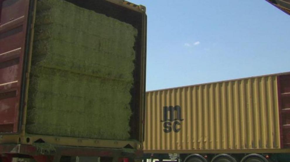 Las exportaciones de alfalfa se han resentido por los elevados precios del transporte marítimo.