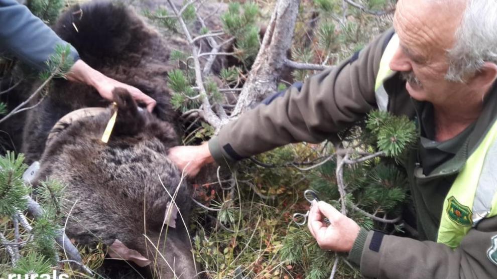 El oso ya fue capturado en 2018 para cambiarle las baterías del collar, pero el pasado mes de octubre lo perdió en la Ribagorza.