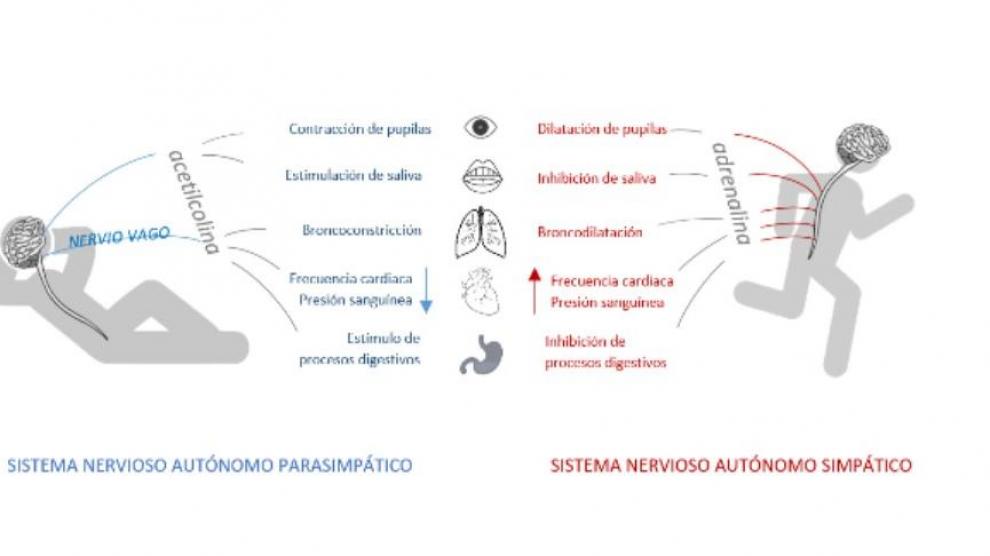 Algunas de las funciones del sistema nervioso autónomo