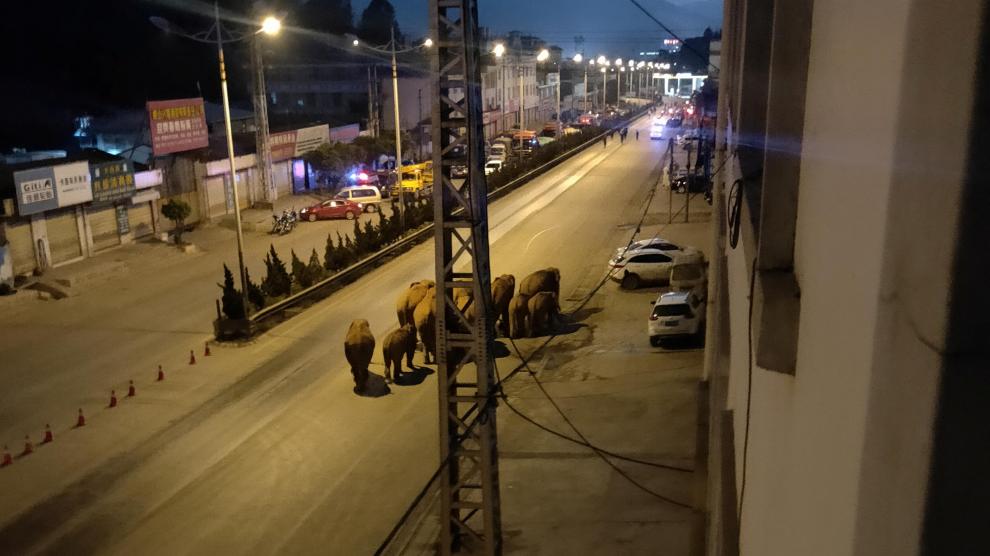 Una imagen obtenida de las redes sociales que muestra el paso de los elefantes por localidades transitadas de China.