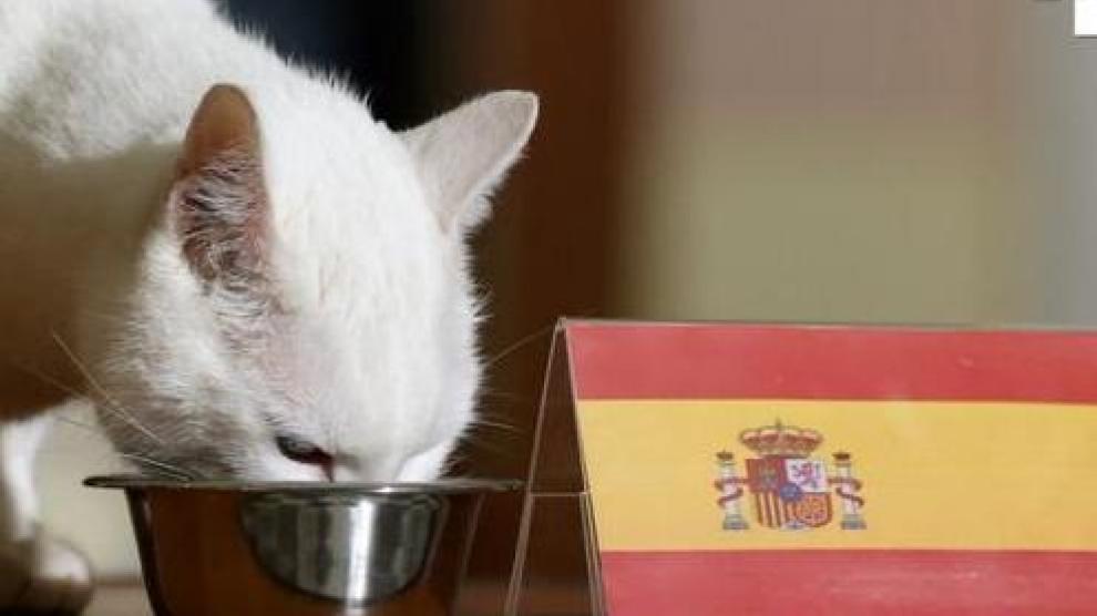 El gato Aquiles come del cuenco con la bandera de España.