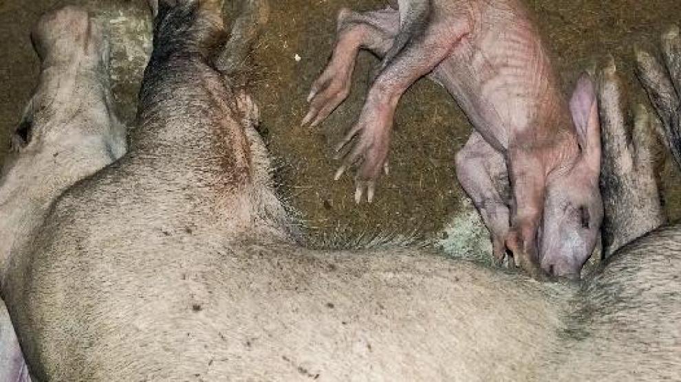 La cría de oricteropo nacida en Bioparc Valencia