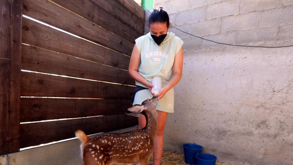 Lucía Garcés dando leche en un biberón a un cervatillo.