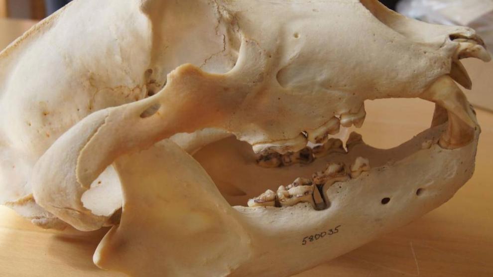 Los investigadores utilizaron colecciones históricas en museos de osos pardos suecos para observar los efectos de los antibióticos de origen humano.