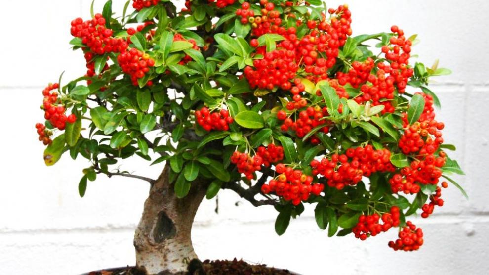 Javier Lantero atesora en su jardín más de 250 bonsáis: en la imagen, pyracantha