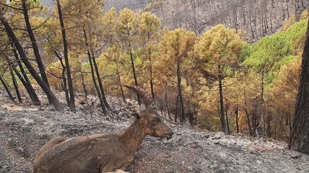 Un animal herido por el incendio en Sierra Bermeja