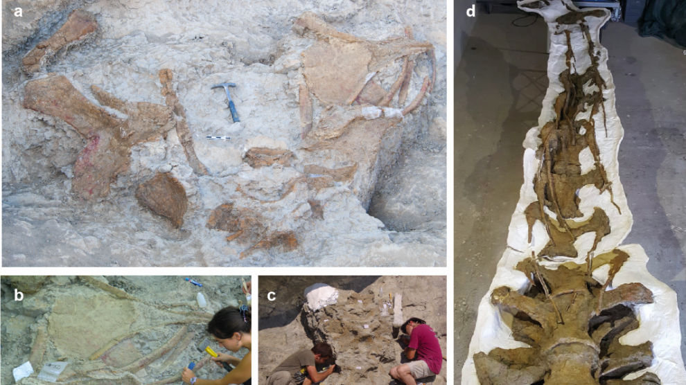 Imágenes de distintos restos fósiles de Abditosaurus kuehnei en el yacimiento de Orcau-1 (a), del proceso de excavación (b y c) y del cuello ya preparado (d)