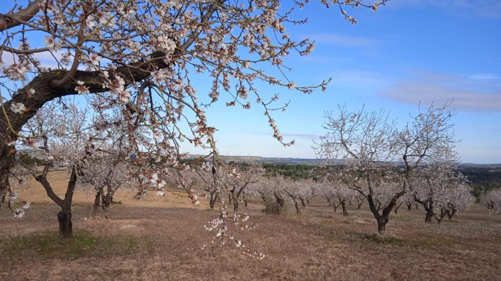 Dónde ver almendros en flor en Aragón: la explosión blanca y rosada que ya  cubre todo