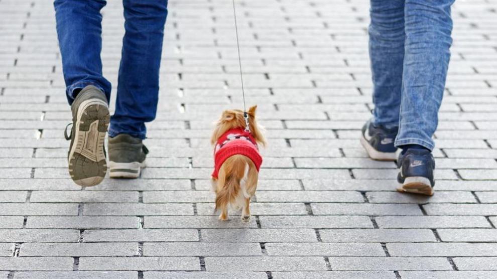 Actualmente hay alrededor de 160 establecimientos a los que se puede ir a comprar con perro en Zaragoza.