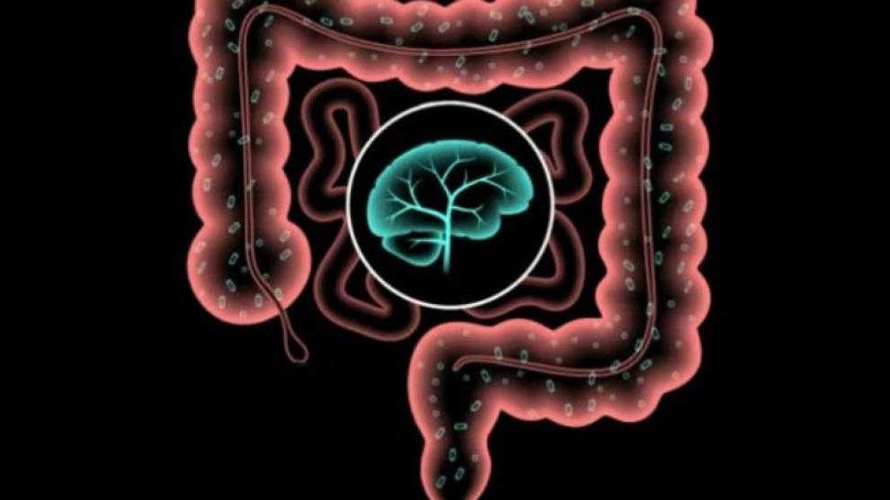 ¿Qué conexión hay entre el cerebro y el intestino?