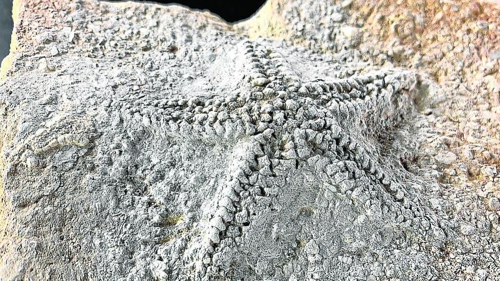 Fósil de una estrella de mar descubierto en perfecto estado en el subcuenca de Oliete.