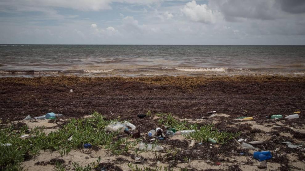 Las macroalgas afectan cada vez más a las regiones costeras del Caribe.