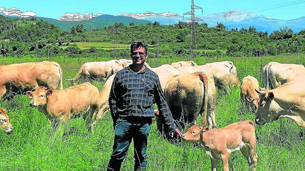 Luis Lascorz, presidente de la Asociación Aragonesa de Ganaderos Bovinos de Raza Pirenaica desde hace 25 años y propietario de la ganadería Ecofes, junto a algunas de sus vacas en Aínsa.