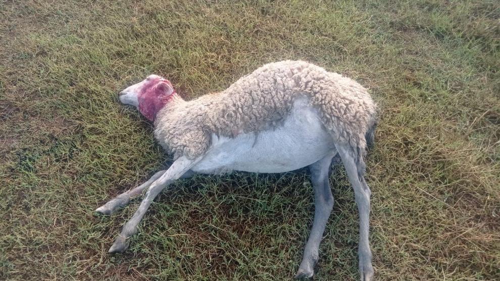 Una de las ovejas tras el tercer ataque en quince días.