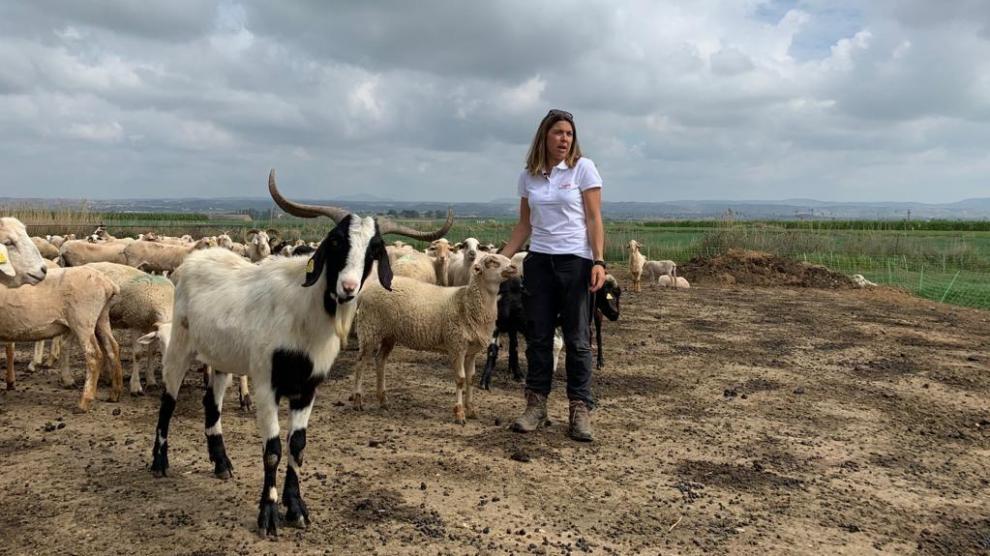 Judit Ballarín se incorporó al sector ganadero hace 12 años y ahora tiene un rebaño de 800 ovejas y cabras.