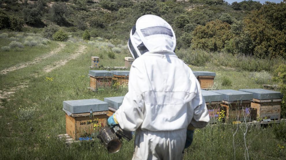 El proyecto pretende identificar estrategias y establecer líneas de resiliencia ante los nuevos desafíos que encaran los apicultores.