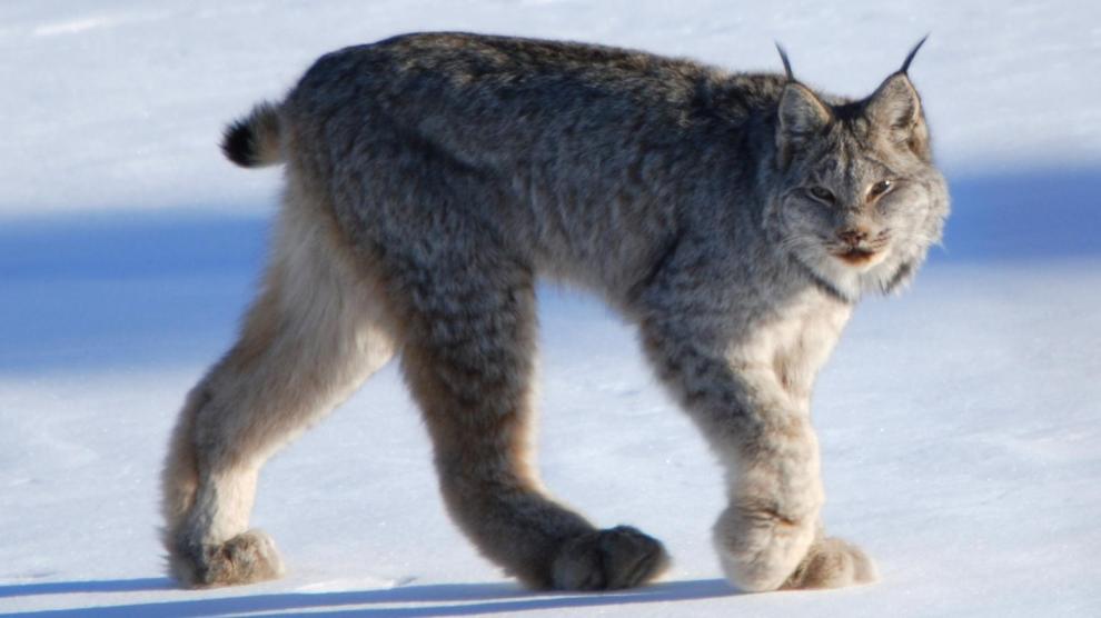 A partir de las huellas dejadas en la nieve por ejemplares de lince de Canadá (Lynx canadensis) se puede obtener ADN ambiental para confirmar la presencia de especies escurridizas como esta.