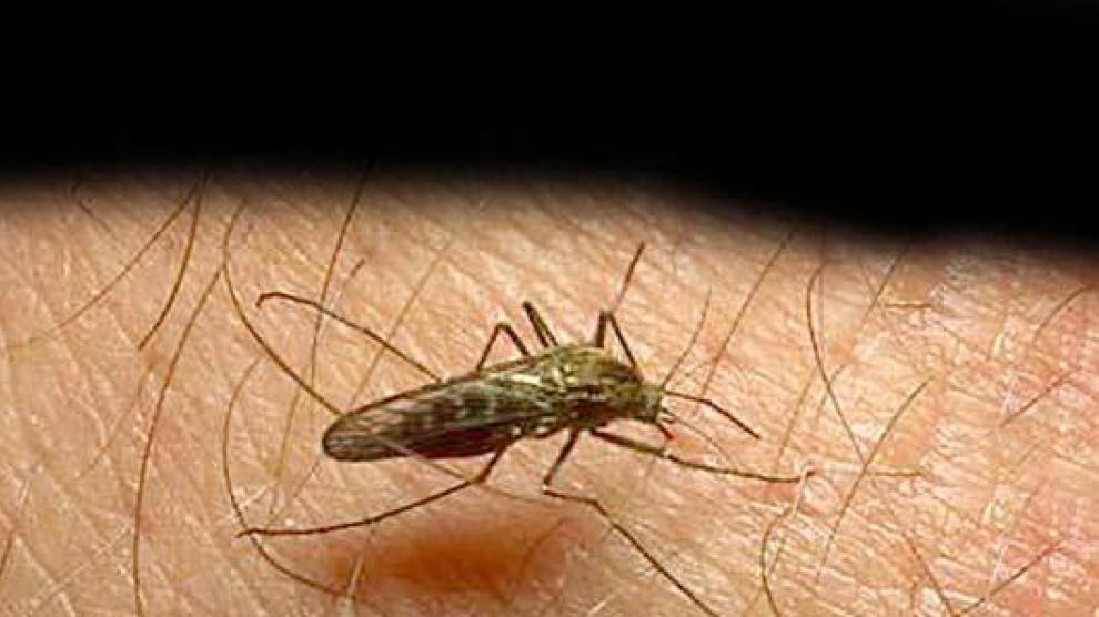 célula del parásito de la malaria