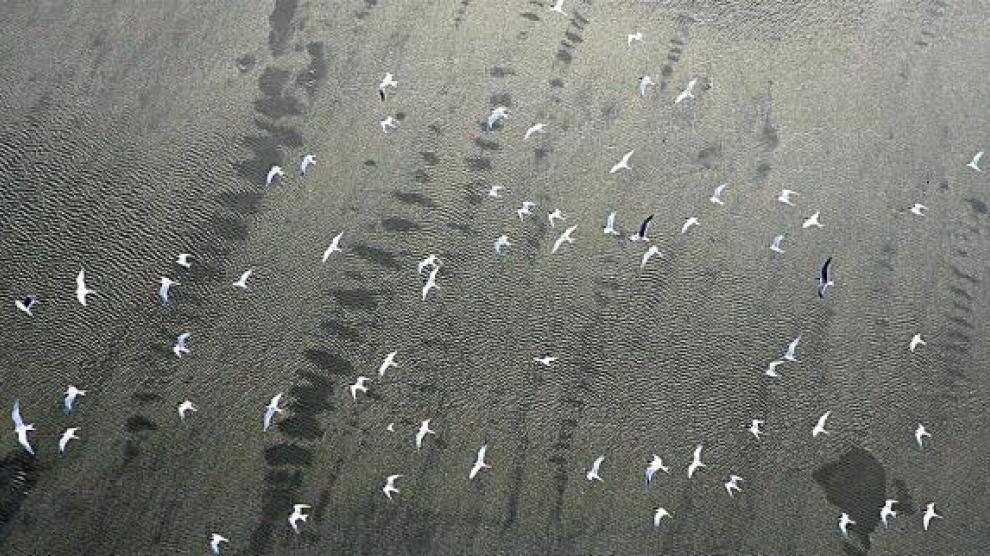 Una bandada de pájaros sobrevuela la mancha de crudo en el Golfo de México, ayer.