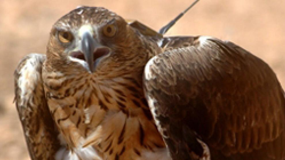 Un ejemplar de águila perdicera