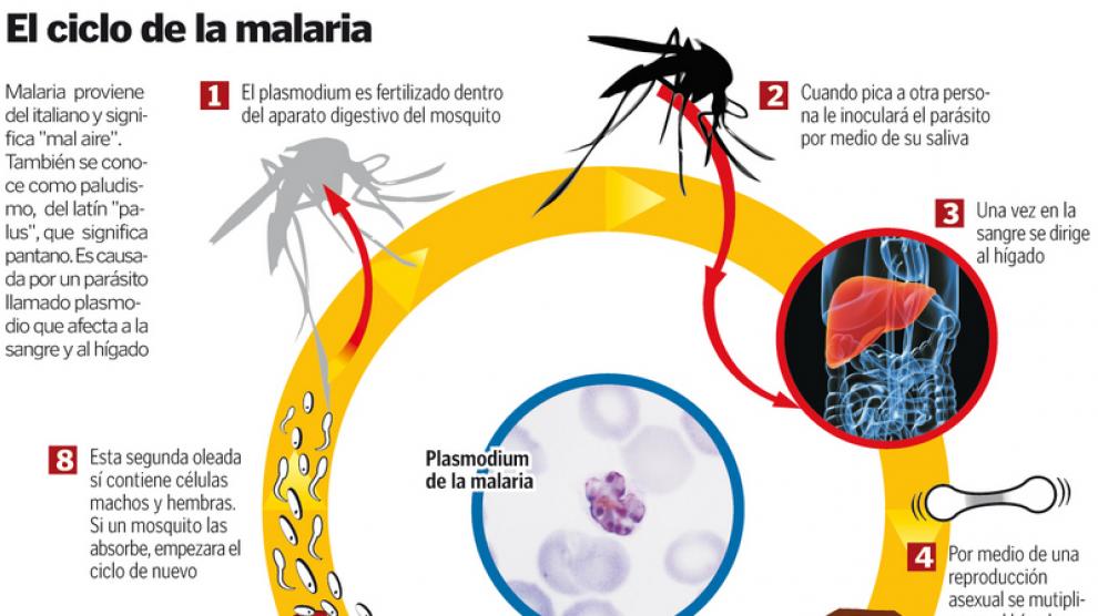 ejemplo de protista de la malaria