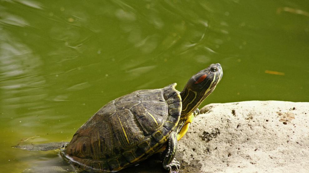 Tortuguita americana