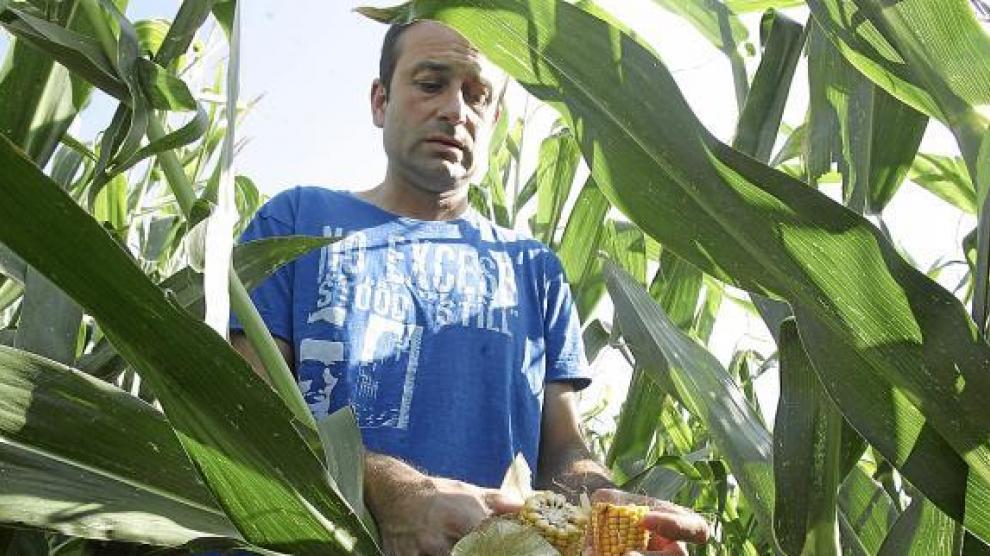 Una plantación de maíz de Peralta de Alcofea retrasada por el calor.