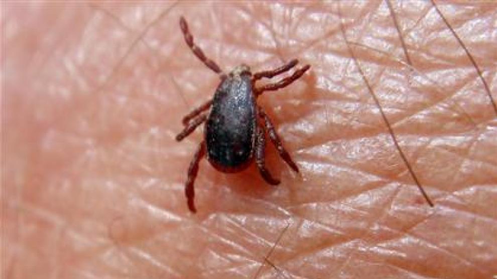 Las garrapatas comienzan a aparecer en lugares poco habituales