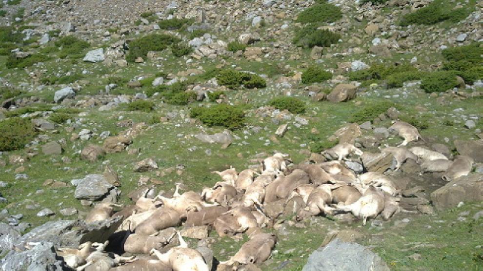 En junio, 61 vacas aparecieron despeñadas en Aragüés del Puerto