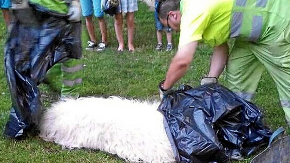 El perro, un mastín de 57 kilos, tras ser abatido