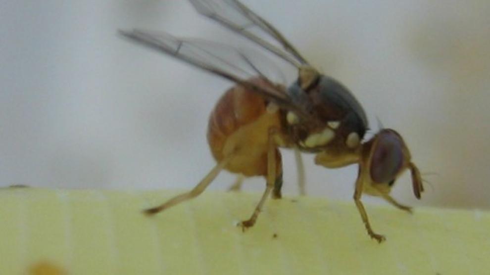 Temen que la mosca transgénica llegue a Aragón si se procede a su