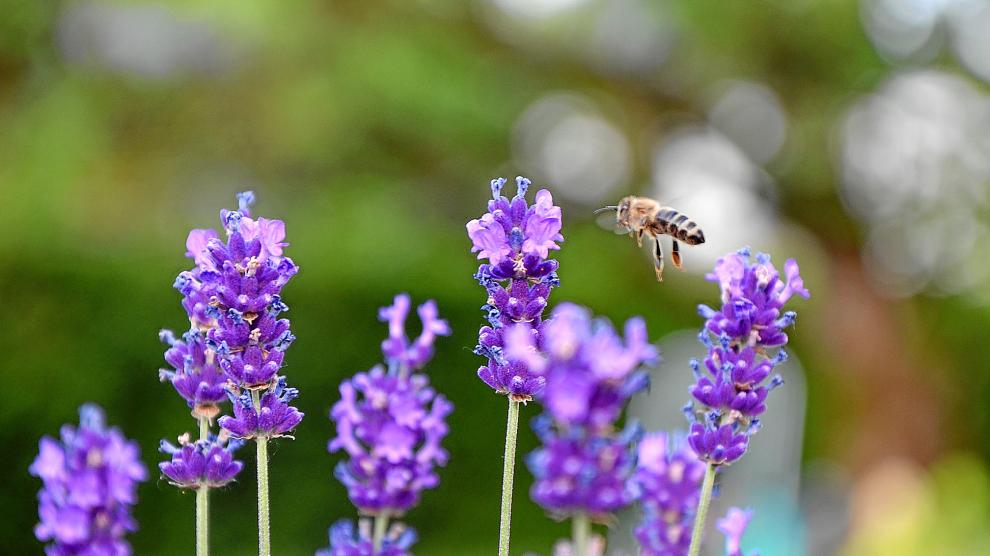 La polinización, que tiene como protagonistas a las abejas, es clave en la proliferación de alergias en primavera.