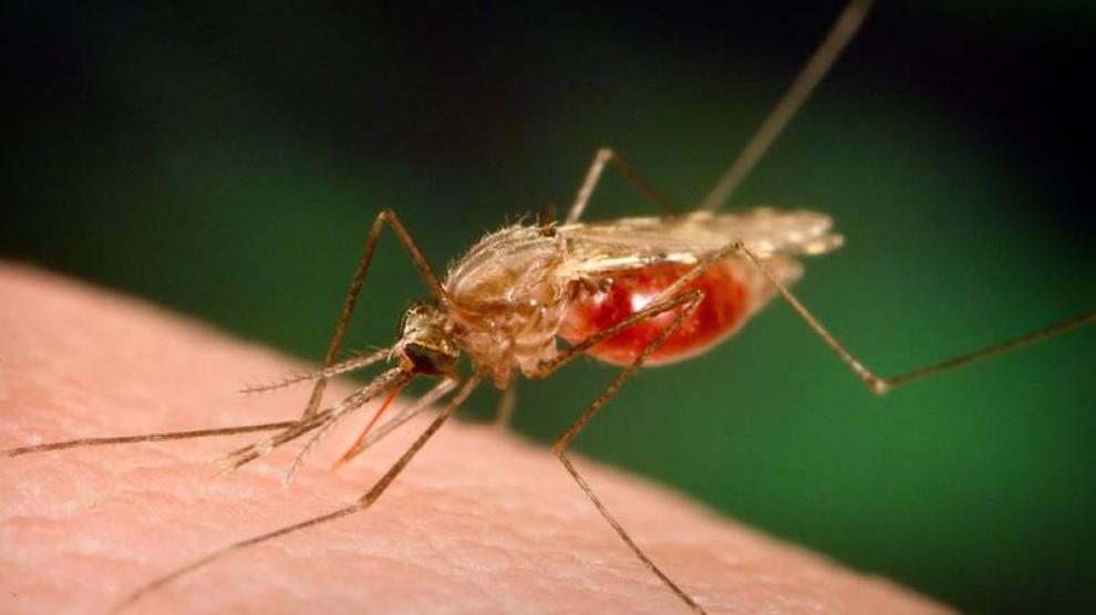 Mosquito malaria