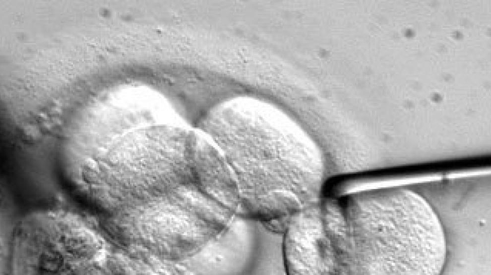 Células madre vistas a través del microscopio
