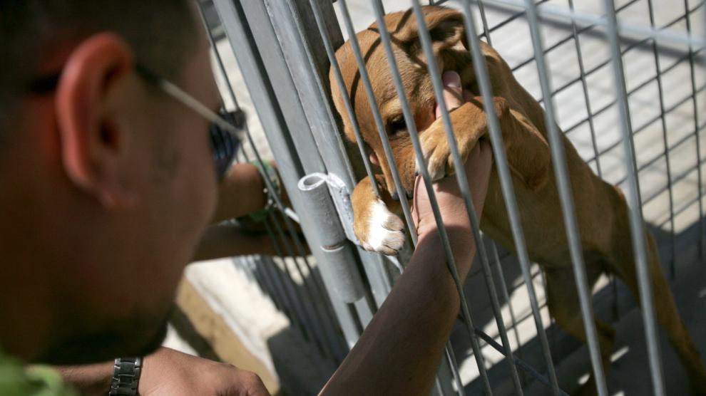 El Ayuntamiento busca una guardería privada para los animales que no caben en la perrera El Ayuntamiento busca una guardería privada para los animales que no caben en la perrera