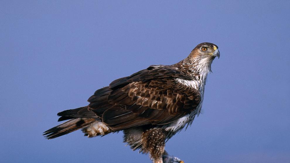 Ejemplar de águila perdicera