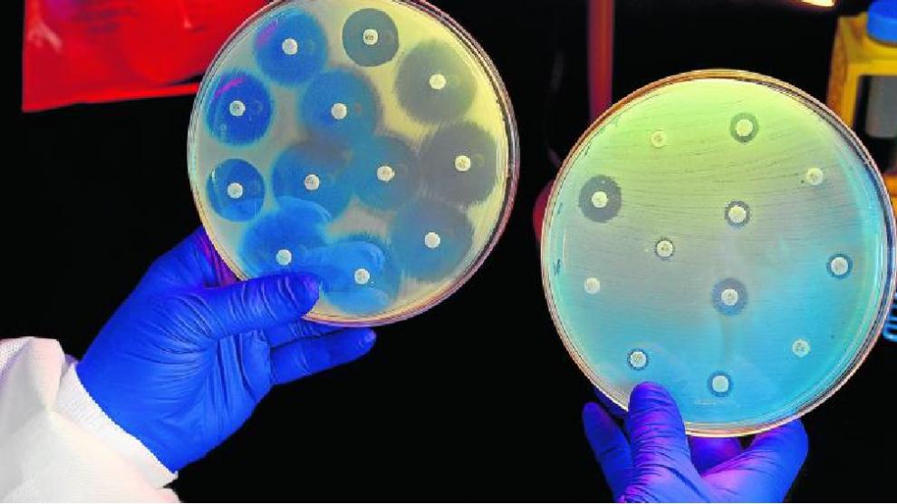 La bacteria de la placa de la izquierda es vulnerable a los discos de antibiótico y no crece a su alrededor; la bacteria de la derecha resiste.
