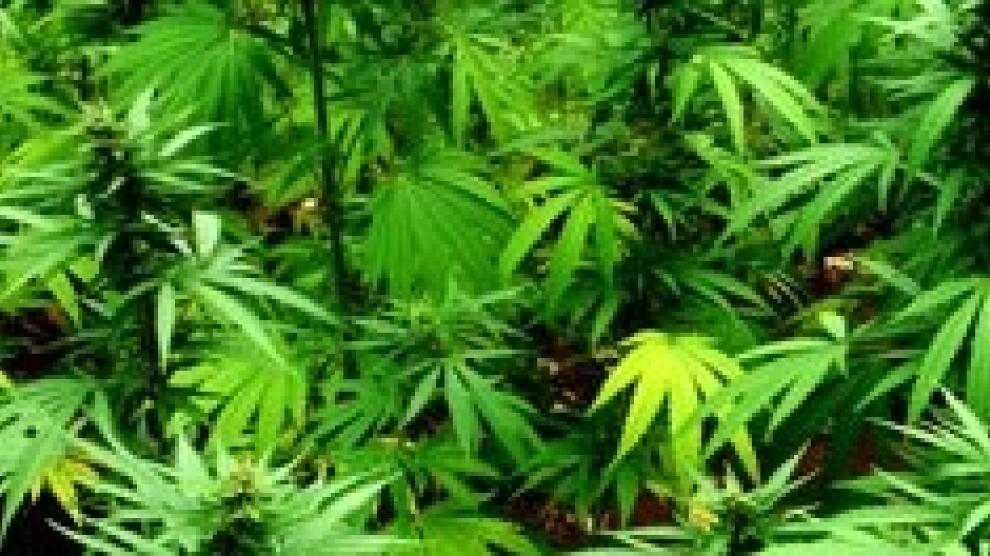 Encuentran en una rotonda de Berlín 700 plantas de cannabis