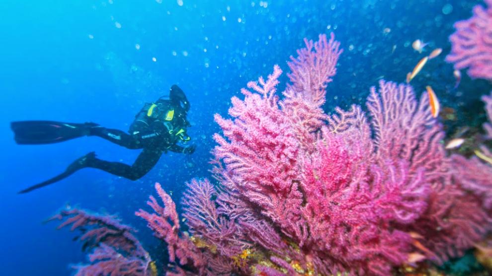 Gorgonias en el fondo del mar.