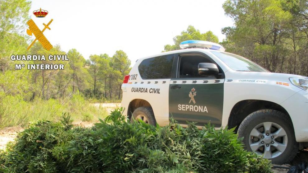 Imagen de una plantación de cannabis intervenida en Maella.