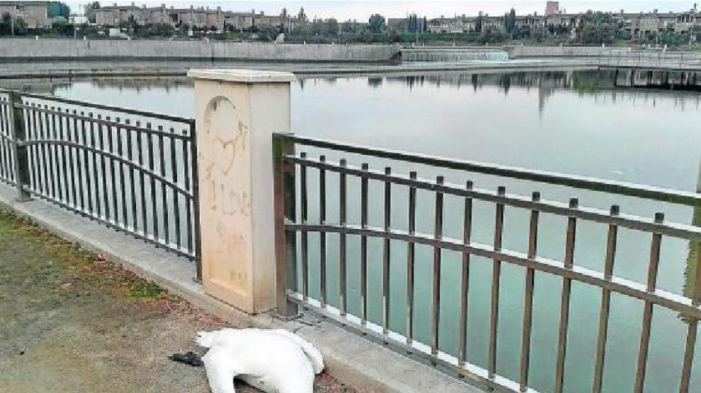 Uno de los cisnes afectados por el veneno en el entorno de Casablanca