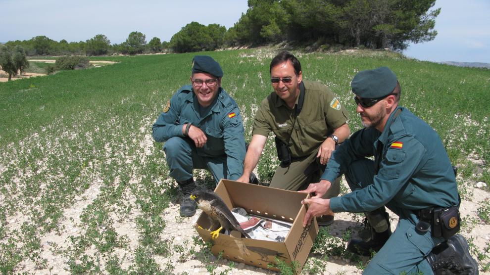 Los Agentes de Protección de la Naturaleza liberan al halcón recuperado en La Alfranca.