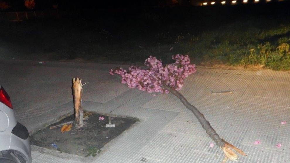 El árbol partido con martillo y cincel en Pamplona