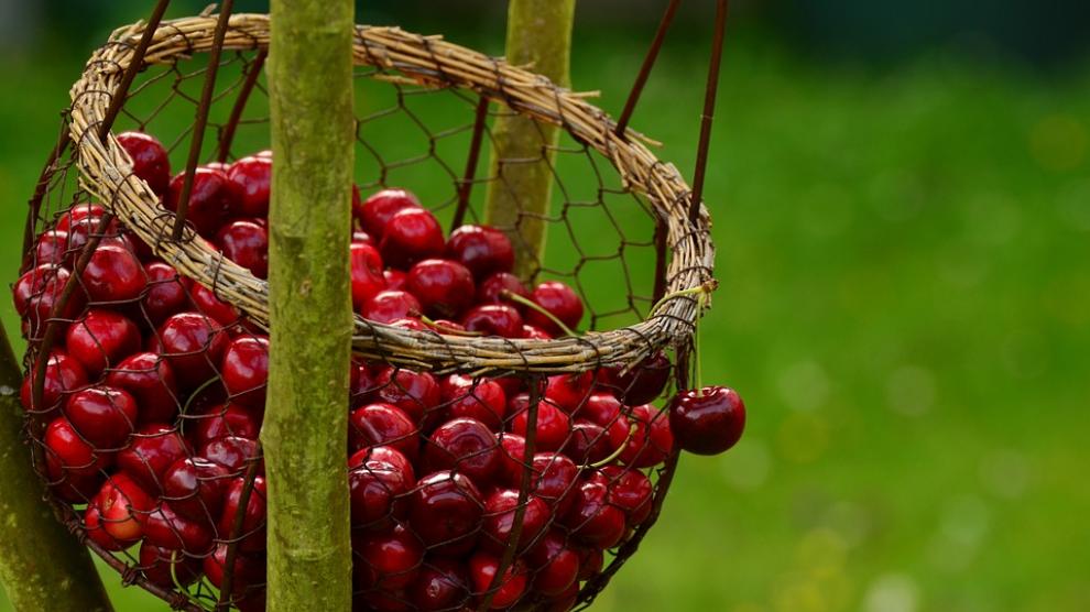 Las cerezas, entre otras frutas de temporada, pueden provocar una reacción alérgica sin síntomas graves.
