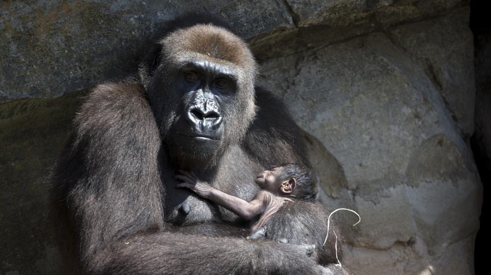 La gorila Nalani sujeta a su cría recién nacida.