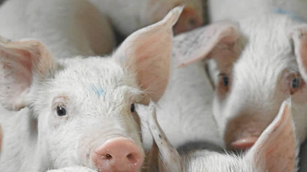 El ganado porcino es cada vez más líder en Aragón