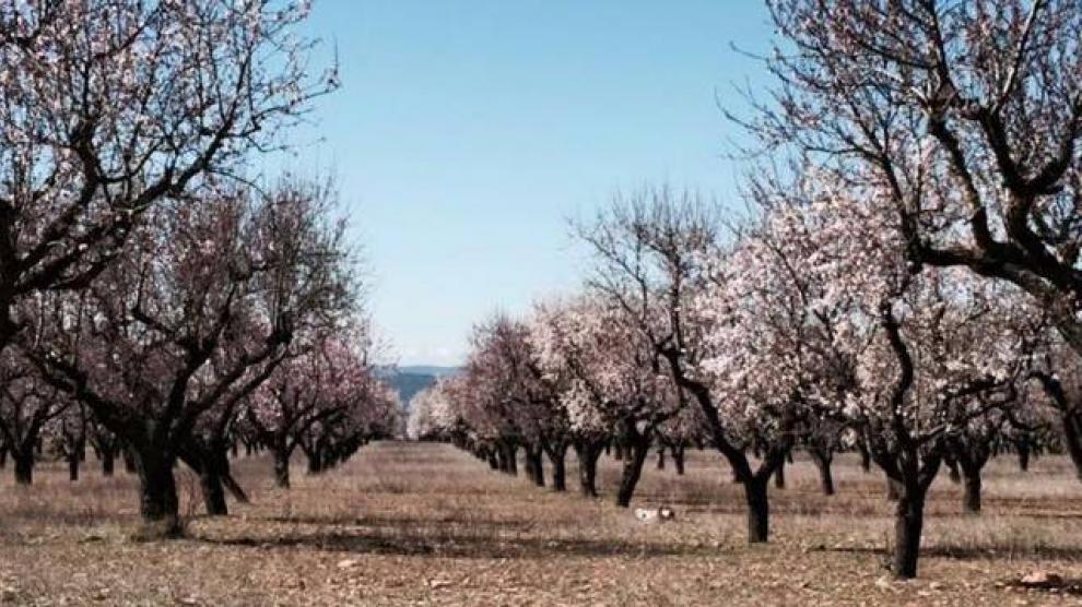 Almendros.