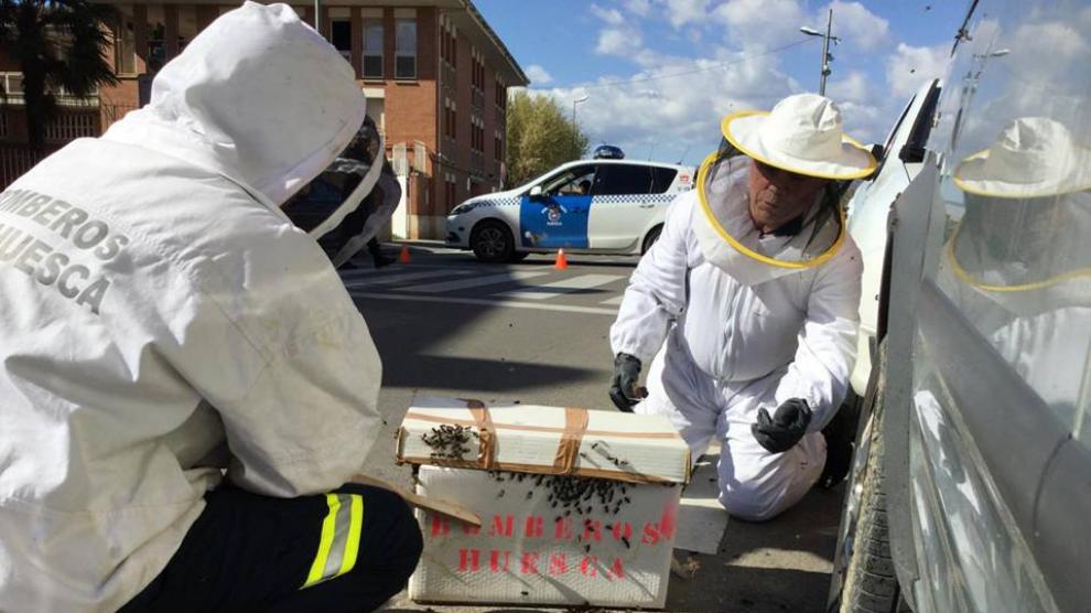 Las abejas se apuntan al vermú en Huesca